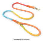 Woven Pet Dog Leash and Collar with Gold Accessories